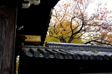 <p>Golden leaves harmonize with gold metal protecting the ends of gate beams from insects</p>