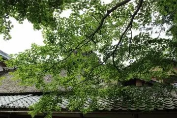 시센도의 카라요테이엔은 사계절 내내 즐길 수 있는데 그 중에서도 봄의 사츠키와 가을의 단풍은 멋지다