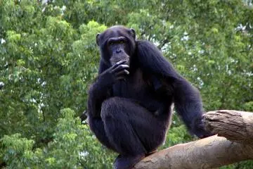 Mischievous chimp