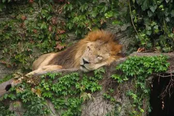 King of the jungle in a deep slumber