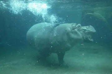 Swimming hippo