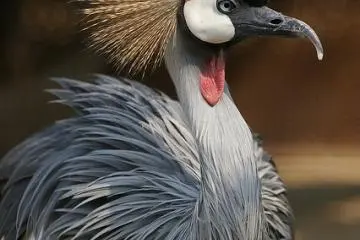 Now we know where the punk hairstyle came from!