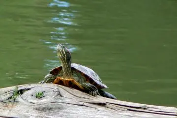 <p>Qui est la plus belle tortue de l'&eacute;tang ?</p>