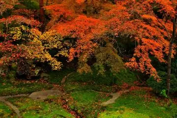 <p>This famous garden never disappoints you! You can enjoy seasonal flowers and plants here; in spring, Japanese andromeda, in autumn, gorgeous maple leaves like these that change color from yellow, orange, peach to red</p>