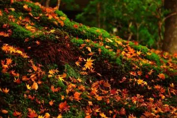 <p>Falling maple leaves are elegant, even until the end of their lives</p>