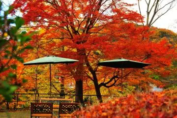 <p>Last glimpse of this beautiful garden before going home. I closed my eyes, seared the scene into my memory, and promised myself to come back again, no matter what!</p>