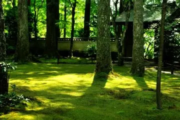 Moss spreading wide in front of Suzakumon Gate. Under the sunshine, the lush green of the moss looks like a velvety carpet (Photo: MASAYOSHI HIROSE)