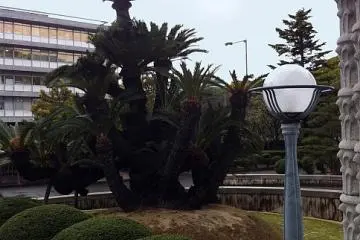 The sago palm in the entrance