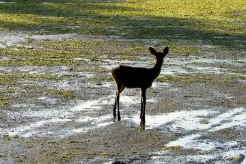 <p>Silhouetted in the evening light</p>