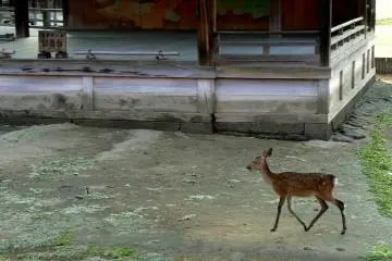 <p>A deer trots past Isukushima Shrine's Noh theater</p>