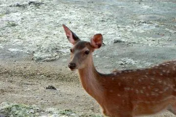 <p>Long neck, big ears, and beautiful eyes</p>