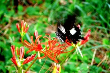 <p>A black and white butterfly attracted by the red flowers</p>