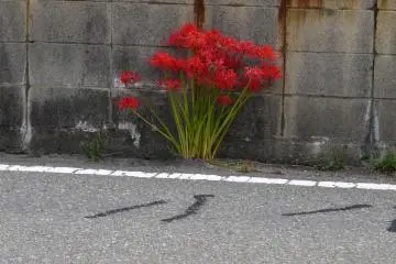 <p>The lilies look delicate, but must be very hardy!</p>
