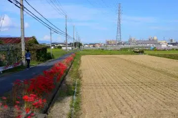 <p>Border of scarlet between rice stubble and road</p>