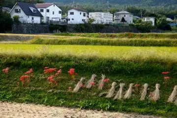 <p>Red blooms among bundles of rice straw</p>