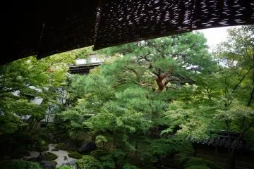 <p>หลังฝนลง ต้นไม้เขียวสดชื่นเป็นพิเศษ</p>