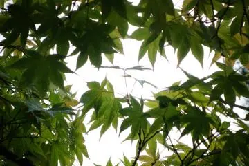 <p>แค่ใบไม้ยังสวย</p>