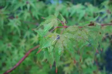 <p>ใบไม้หลังฝนลง มันมีพลังความสดชื่นที่ดึงดูด</p>