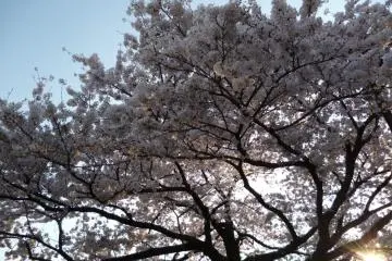 Bunga sakura