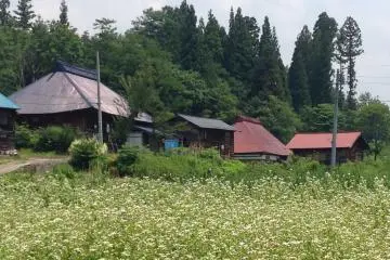 <p>Old farmhouses across the street.</p>