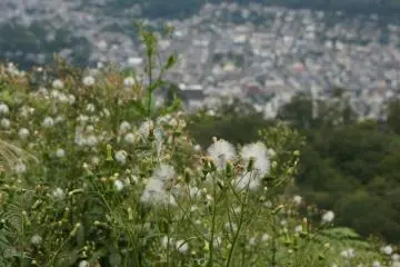 <p>ดอกหญ้าประดับยิ่งทำให้วิวสวย</p>