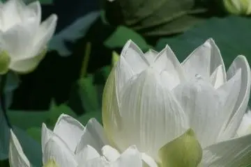 The Japanese Lotus is usually either white, pink, or red