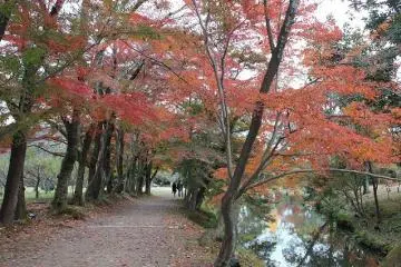 <p>The path which circles Osawa Pond</p>