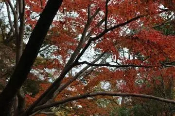 <p>The shadows against autumn leaves provide the perfect contrast</p>