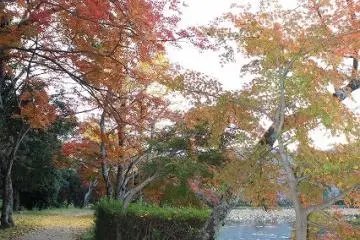 <p>The sun illuminates the reds and yellows of ginkgo tree leaves which have fallen onto the path</p>
