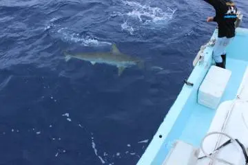 A nice friendly shark!