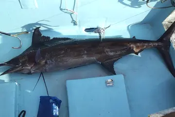 A nice little Marlin, only 100lbs