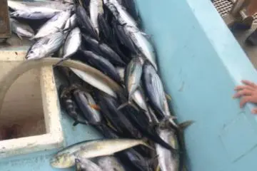 Only 10 a.m. and the fish are piling up!