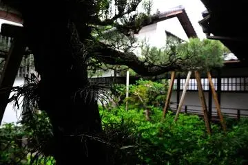 <p>'Hiryu-no-yadorigi' (Soaring Dragon Mistletoe). In 1966, birds carried seeds of Japanese black pine onto this 300-year-old Japanese umbrella pine tree, and the black pine has grown with it</p>