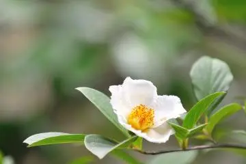 There are dozens of sala trees in the front garden of the main temple building. Experience their beauty in full bloom during the 'Sala Flower Festival' each year from Jun 15 to 30. No reservations are needed (Photo: MASAYOSHI HIROSE)