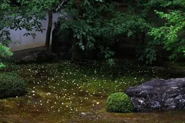 Sala flower (Deciduous camellia) only lasts for a day. Flowers that have bloomed will drop off onto the ground within a day. There are more flowers on the ground than on the trees (Photo: MASAYOSHI HIROSE)