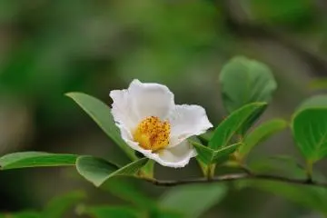Here we call this flower, 'sala flower' or 'deciduous camellia', but in fact sala trees don't grow in Japan's climate. The truth is they plant 'Japanese summer camellia, or Hime-Shala (Stewartia monadelpha)' as a substitution of sala flower (deciduous camellia) and call them as such. Nobody knows when and who started to call them 'sala flower' (deciduous camellia) here! (Photo: MASAYOSHI HIROSE)