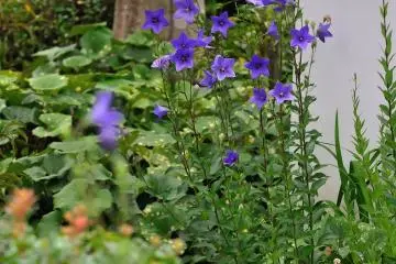 <p>In front of the Shoin building, where Buddhist vegetable cuisine is served, there is a Karesansui Garden (Japanese Rock Garden), a 'Garden of Horai', to please your eyes</p>