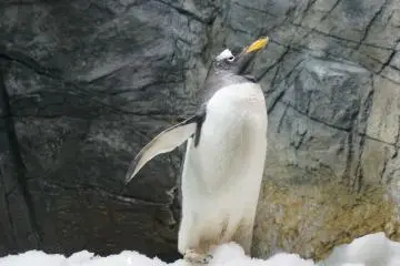 <p>นกเพนกวินนี่ดูไงก็น่ารัก</p>