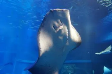 <p>stringray เป็นอีกตัวที่ดูไงๆก็น่ารัก</p>