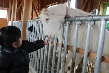 염소는 사람을 잘 따르는 아이들에게도 익숙하다