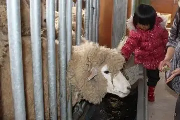 풀밭에서는 달아나는 양이지만, 마구간 안에서는 사람  손으로부터 먹이를 받아 먹는다