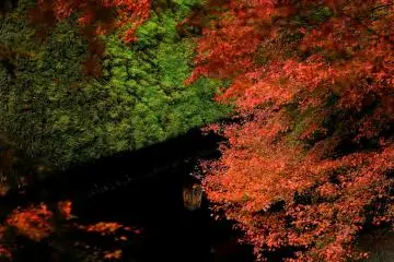 Moss-covered thatched roof and slight light coming from a tea house lantern create drama (Photo: MASAYOSHI HIROSE)