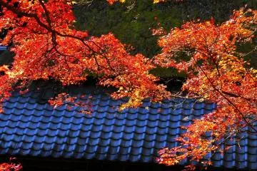 Upper part of Saga-Toriimoto area. Similar photos taken from this angle are often used in various magazines (Ayu Teahouse Hirano-ya) &nbsp; (Photo: MASAYOSHI HIROSE)