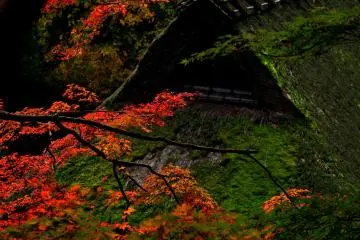 This area is designated as one of 'Important Groups of Traditional Buildings' in Japan. It's hard to find a thatched roof covered with moss like this anywhere else! (Photo: MASAYOSHI HIROSE)
