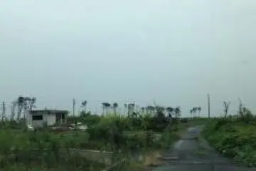 <p>Just a few trees and rubble remain</p>