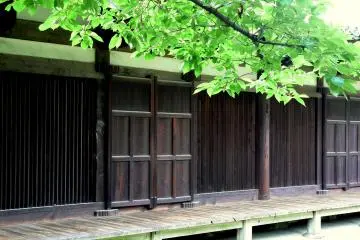 <p>Summer green against old wood</p>