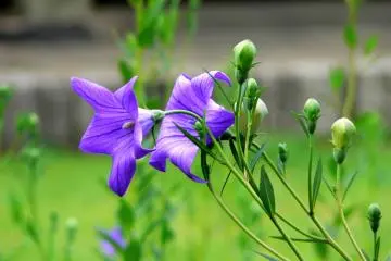 <p>Delicate bellflowers bloom in the summer garden</p>