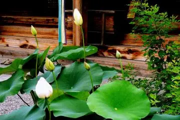 <p>White lotus buds</p>