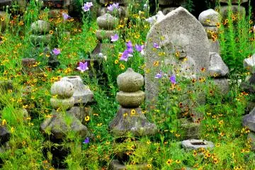 <p>Bellflowers and black-eyed-susan among the statues</p>