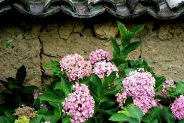 <p>Pink hydrangeas against a wonderfully textured mud wall</p>